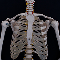 Overuse Disorders in the Elbow and Forearm